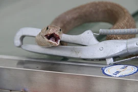 Cách phân biệt rắn độc và không độc