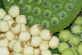 Rượu hạt sen giúp đàn ông chữa xuất tinh sớm