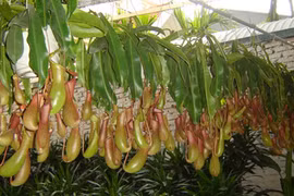 Diệt muỗi bằng cây nắp ấm… có hiệu quả?