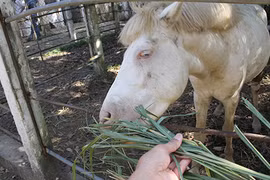 Khám phá kinh ngạc về động vật ăn cỏ và ăn thịt