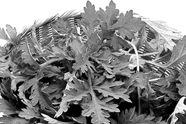 Chữa bệnh phụ nữ bằng các loại cây cỏ dễ kiếm