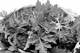 Chữa bệnh phụ nữ bằng các loại cây cỏ dễ kiếm