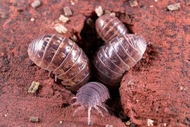 Khám phá các nhóm sinh vật trong đất