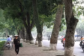 Khám phá ít biết về công dụng của cây xanh