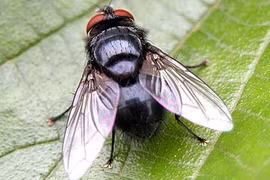 Con ruồi bay có tạo ra tiếng kêu?