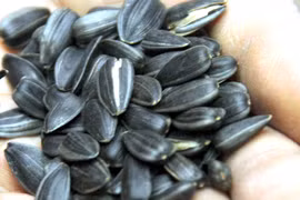 Chữa đau đầu, chóng mặt bằng hướng dương