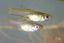 Loài cá diệt muỗi vừa an toàn, vừa tiện lợi