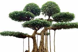 Cây sanh có khả năng lọc không khí không?