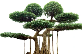 Cây sanh có khả năng lọc không khí không?