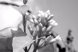 Lá giang vừa ngon miệng vừa chữa nhiều bệnh