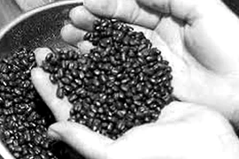 Chữa bệnh phụ nữ bằng đậu đen 