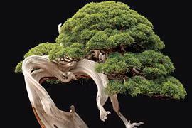 Vì sao cây bonsai chỉ trồng trong chậu?