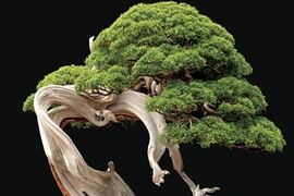 Vì sao cây bonsai chỉ trồng trong chậu?