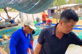 Được mùa cá linh - đặc sản vùng đầu nguồn sông Hậu