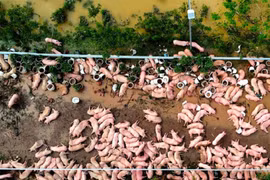 Nhiều trang trại lợn bị “xóa sổ” sau bão, giá lợn hơi tăng mạnh