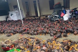 Nghệ An: Ngập nước gây chập điện, hàng nghìn con gà bị chết