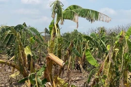 Vùng trồng cây ăn quả lớn nhất Hải Dương bị “xóa sổ” sau bão