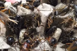 Một GenZ ở Trung Quốc có thu nhập “khủng” nhờ nuôi dế