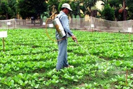 5 loại rau "tẩm" thuốc sâu, loại độc đầu bảng nhiều người vẫn vô tư ăn hàng ngày