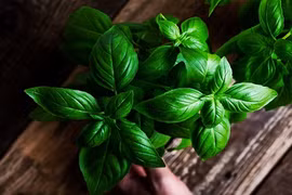 Bất ngờ lợi ích của loại rau gia vị quen thuộc nhà nào cũng ăn