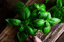 Bất ngờ lợi ích của loại rau gia vị quen thuộc nhà nào cũng ăn