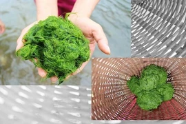 Khám phá đặc sản rêu đá kỳ lạ mà cực hấp hẫn của vùng Tây Bắc