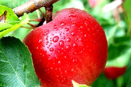 Ngừa ung thư hiệu quả bằng trái táo trong vườn