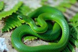 Quan niệm bất ngờ về loài rắn trong các nền văn hóa cổ