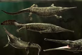 Kinh hoàng hàm răng loài lưỡng cư lớn nhất từng tồn tại