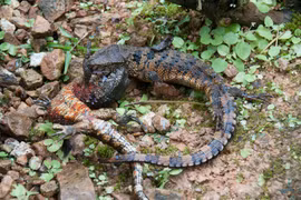 Điểm mặt top 12 loài bò sát độc - dị - lạ nhất Việt Nam 