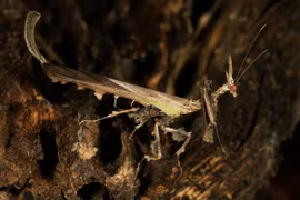 Tròn mắt kinh ngạc với những loài bọ ngựa dị nhất quả đất 