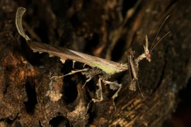 Tròn mắt kinh ngạc với những loài bọ ngựa dị nhất quả đất 