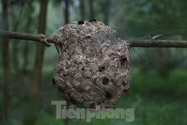 Liều "chơi" ong vò vẽ, bỏ túi hàng chục triệu đồng 
