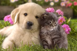 Khám phá 15 đặc điểm trái ngược cực thú vị giữa mèo và chó 