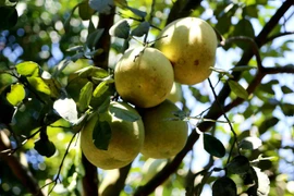 Đặc sản "tiến vua" xứ Huế vào vụ thu hoạch năm nay có gì đặc biệt? 