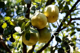 Đặc sản "tiến vua" xứ Huế vào vụ thu hoạch năm nay có gì đặc biệt? 