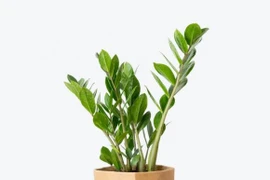 Đặt 1 trong 6 cây lên ban thờ Tết để cả năm may mắn