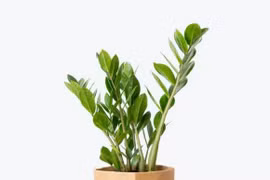 Đặt 1 trong 6 cây lên ban thờ Tết để cả năm may mắn