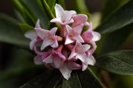 Giật mình những loài cây hoa cực đẹp, ẩn giấu độc tố chết người