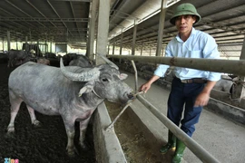 Trang trại nuôi trâu gần 20 tỷ của nông dân Hà Tĩnh