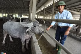 Trang trại nuôi trâu gần 20 tỷ của nông dân Hà Tĩnh