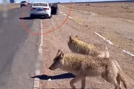 Nữ du khách đòi chụp ảnh với 'chó khổng lồ' và sự thật rùng rợn