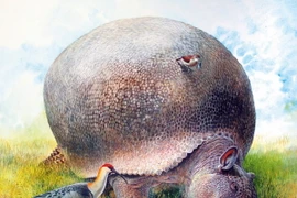 Soi quái thú khổng lồ thời tiền sử được mệnh danh là “xe bọc thép”