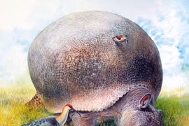 Soi quái thú khổng lồ thời tiền sử được mệnh danh là “xe bọc thép”