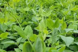 Loại rau “râu rồng” ít người biết, cải thiện thị lực, nuôi dưỡng gan