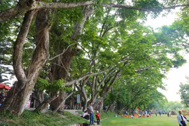 Điều đặc biệt của 9 cây sưa vừa trở thành Cây di sản Việt Nam