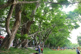 Điều đặc biệt của 9 cây sưa vừa trở thành Cây di sản Việt Nam