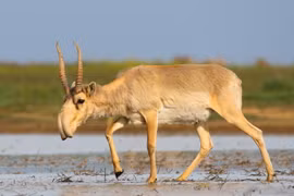 Ngắm loài linh dương có vòi duy nhất trên thế giới