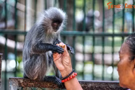 'Bật ngửa' 14 sự thật về Thảo Cầm Viên Sài Gòn