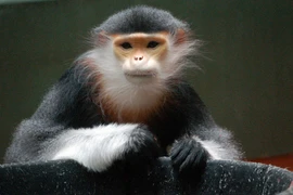 11 loài vật báo Tây điểm tên không thể không ngắm ở Việt Nam